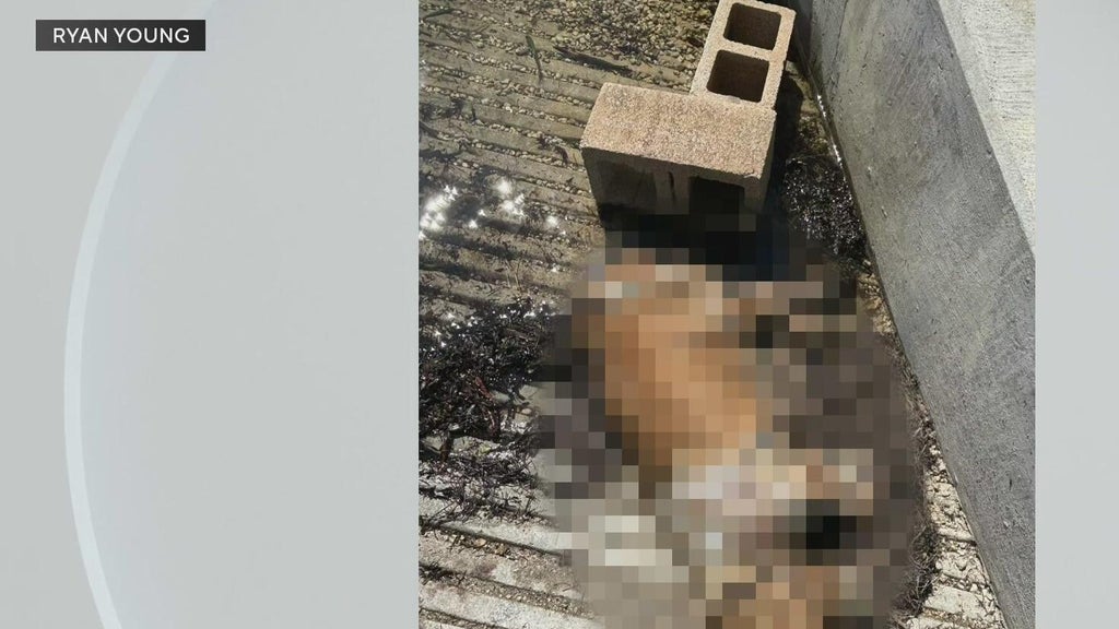 Miami police investigate after dog found dead underwater, tied to cinder blocks off Coconut Grove — CBS Miami, Palm Harbor Government news