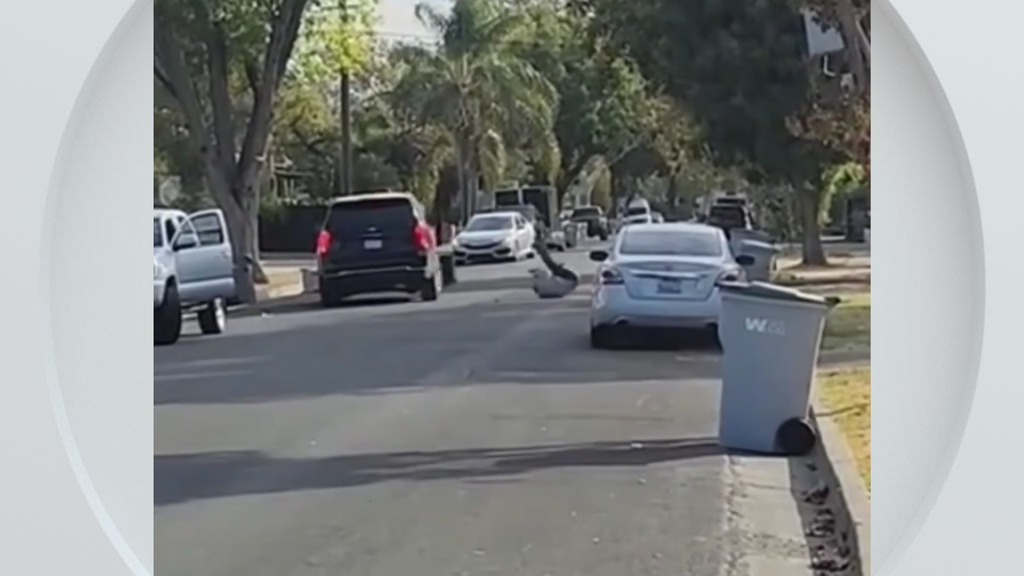 Federal immigration vehicle hits pedestrian in Woodland, police say — CBS Bay Area (KPIX), Palm Harbor Health news
