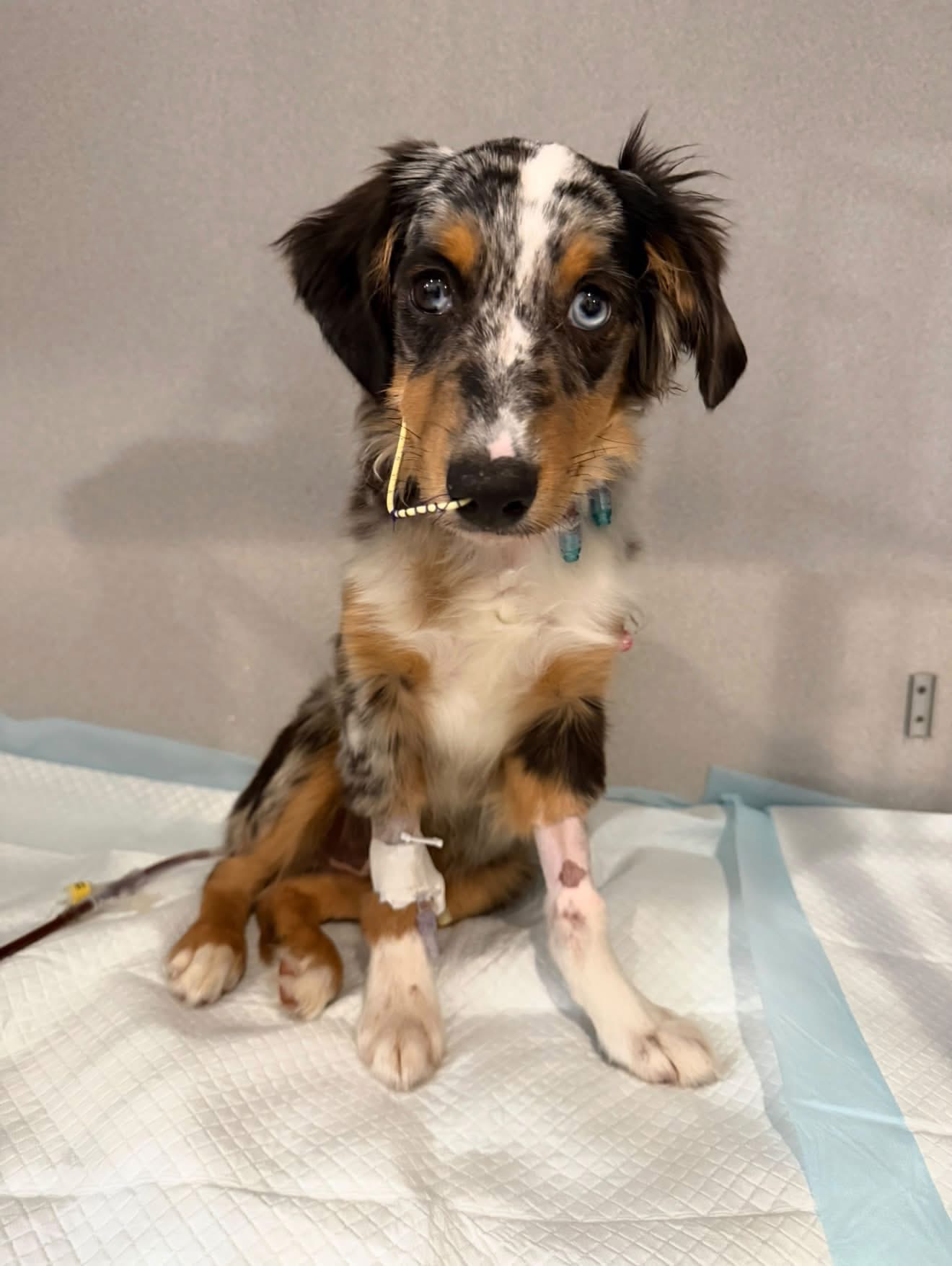 Puppy's Parvo fight highlights red flags for pet buyers — WFTS ABC Action News Tampa, Palm Harbor Health news