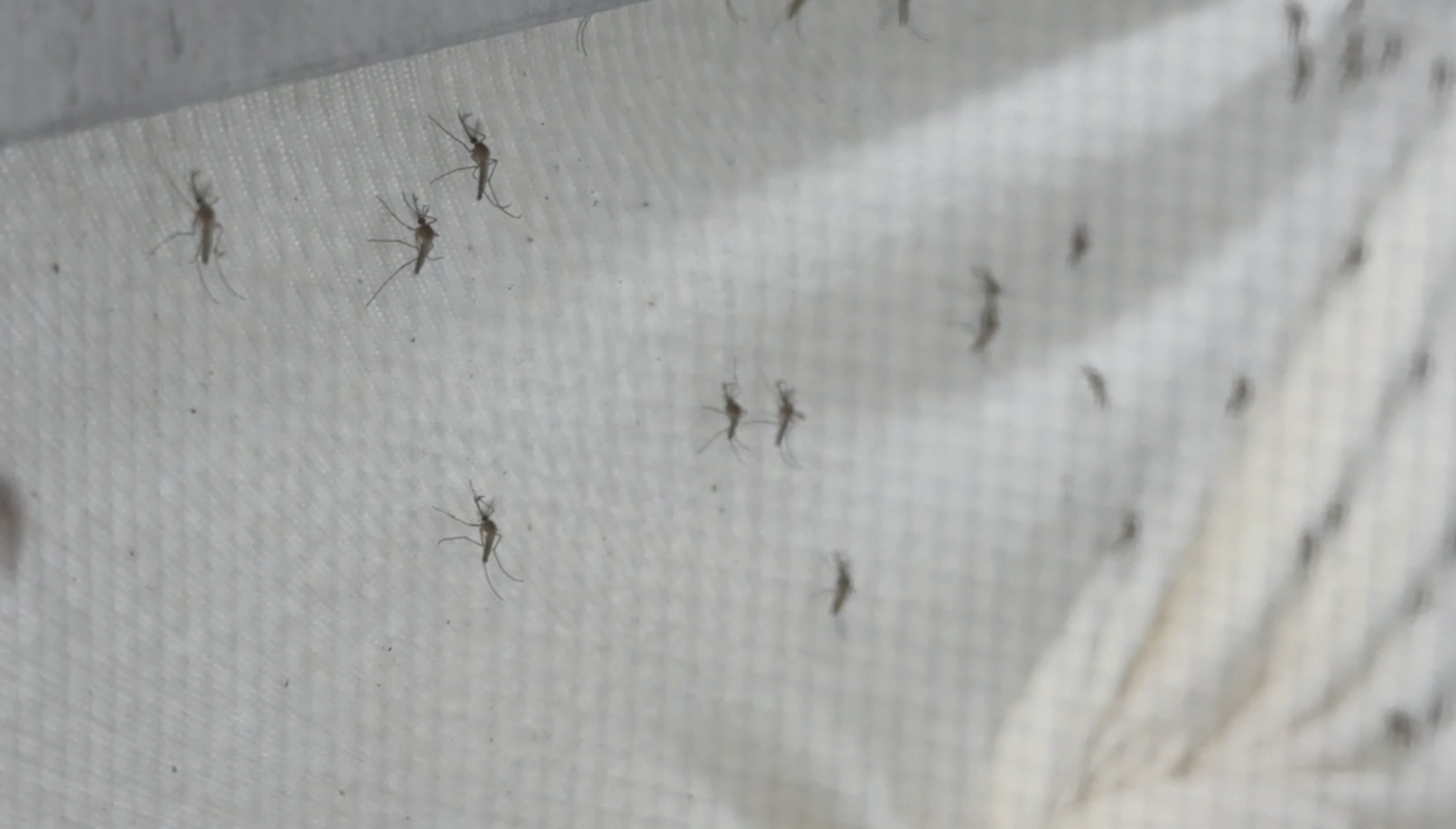Pasco County mosquito control ramps up efforts as dengue cases rise and industry mourns a pilot — WFTS ABC Action News Tampa, Palm Harbor Real Estate news