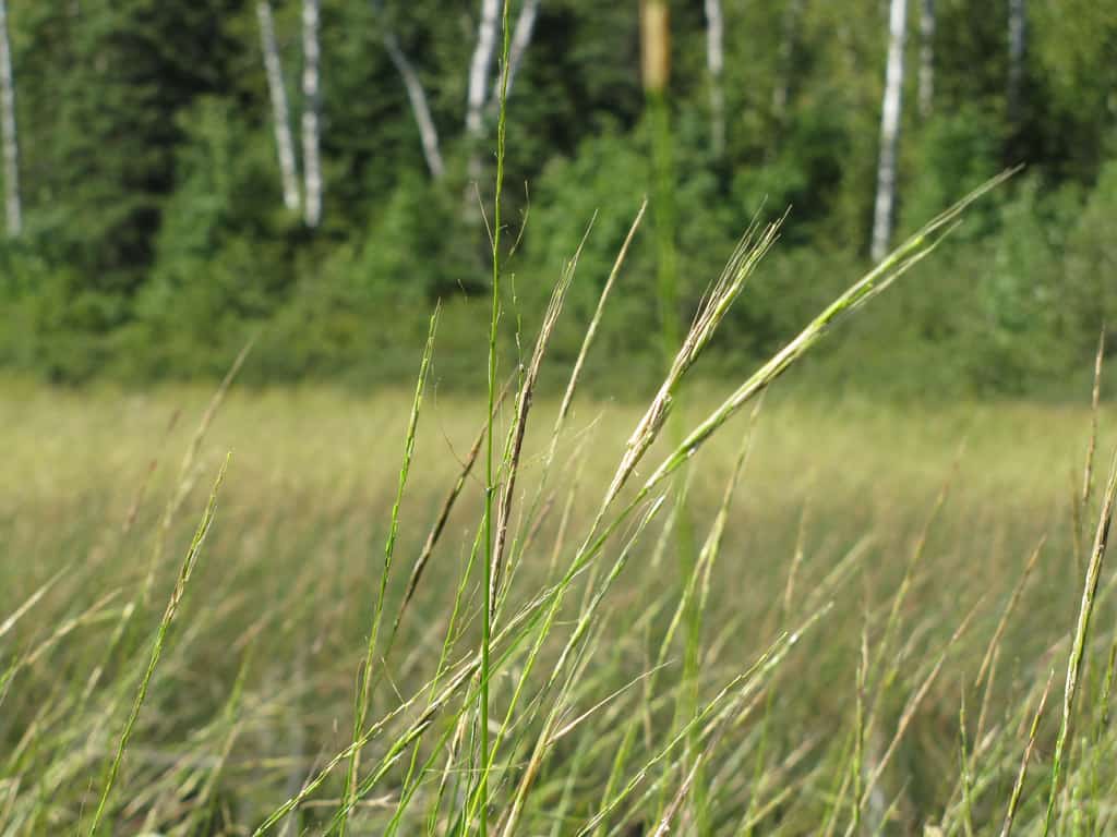 Minnesota DNR seeks public input on landscape-level plans for WMAs, AMAs — KFGO, Palm Harbor Community news