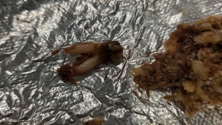 Texas customer sues after she found cow tooth in taco at fast-casual chain — WTSP Food Tampa Bay, Palm Harbor Dining news