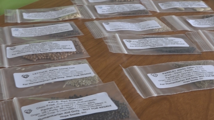 Bradenton nonprofit sends seeds to aid Jamaican families' recovery from Hurricane Melissa — Palm Harbor Community news