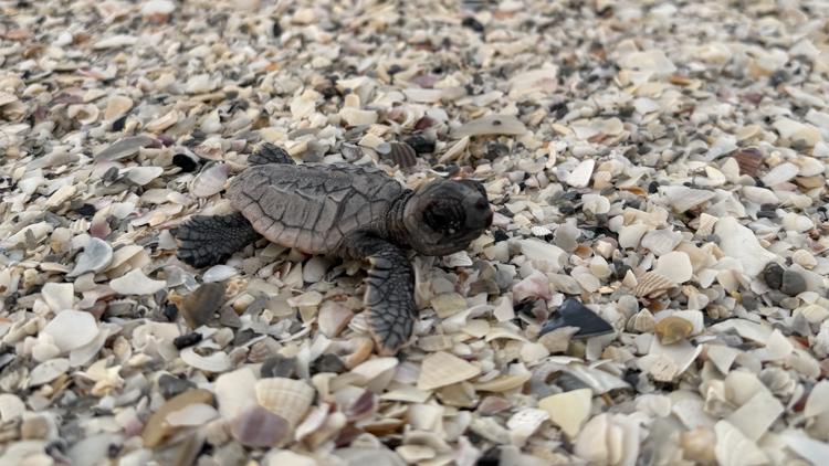 Only 2 turtle nests left on Anna Maria Island beaches amid flooding from Hurricane Isaias — WTSP 10 Tampa Bay, Palm Harbor Community news