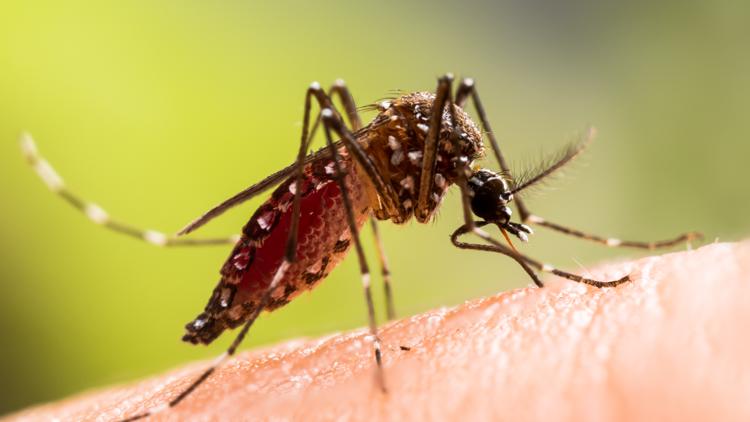 Hillsborough County extends state of emergency due to rise in dengue cases — Palm Harbor Community news