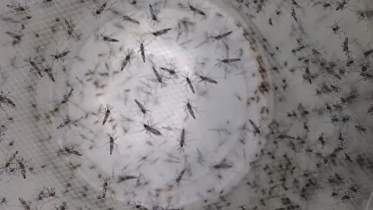 Tampa crews go door-to-door to limit spread of dengue — WTSP 10 Tampa Bay, Palm Harbor Community news