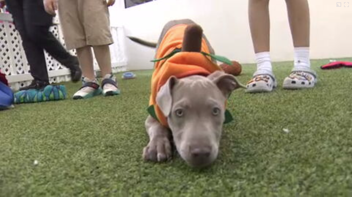 Count Barkula Halloween Festival connects families to shelter dogs in Dania Beach — WSVN 7 Broward, Palm Harbor Arts news